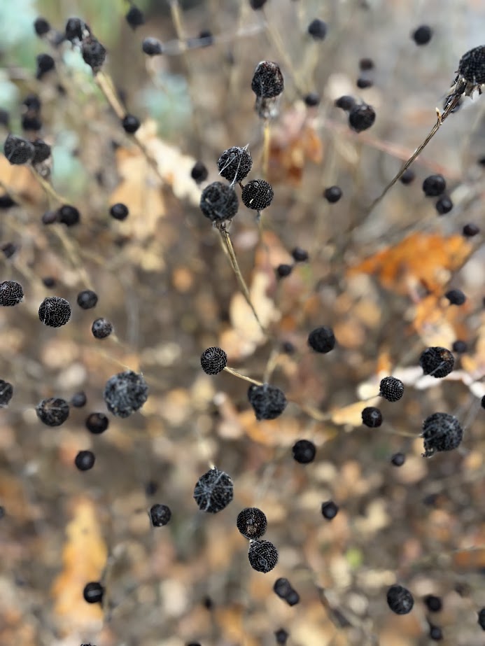 dettagli delle piante 