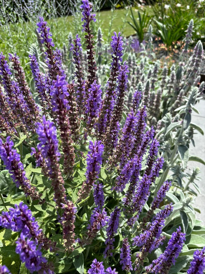 Colori e profumi in giardino